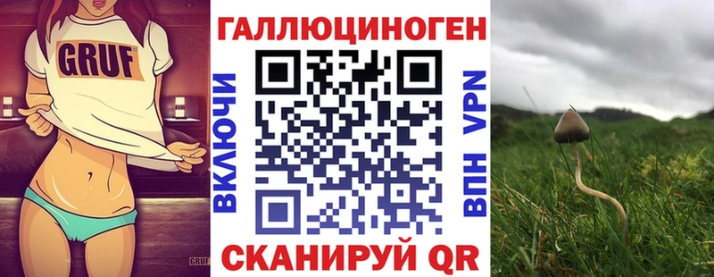 купить  сайты  Краснознаменск  Псилоцибиновые грибы Psilocybe 
